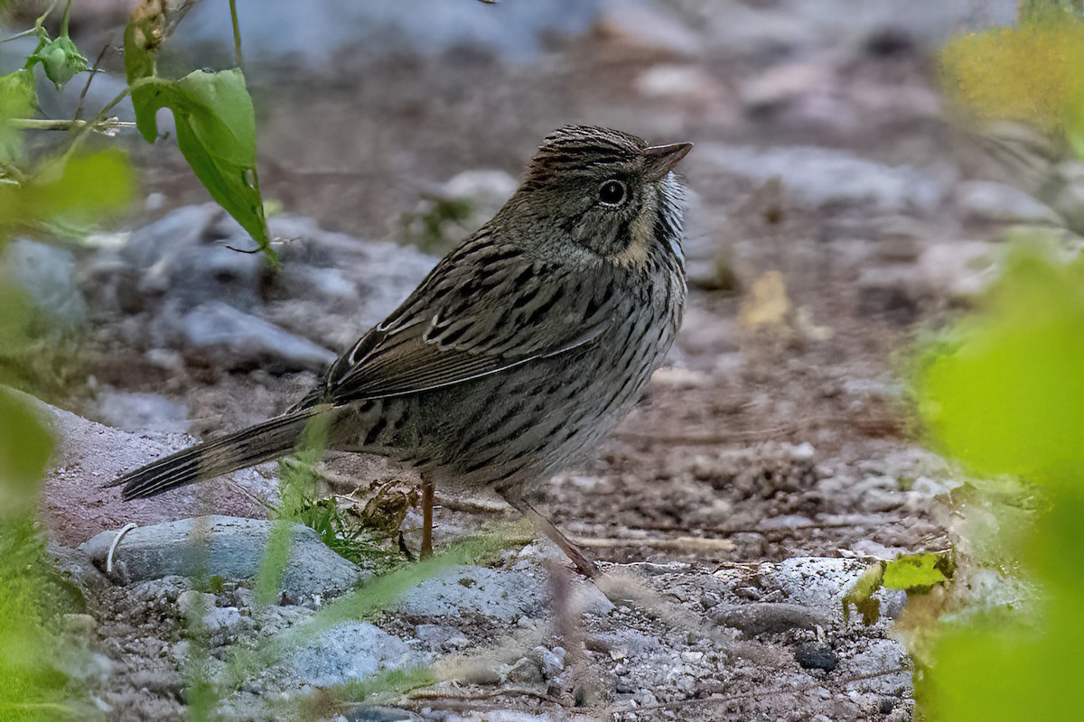 Lincoln's Sparrow - James Hoagland