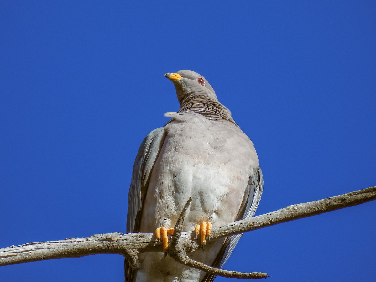Band-tailed Pigeon - ML609648190