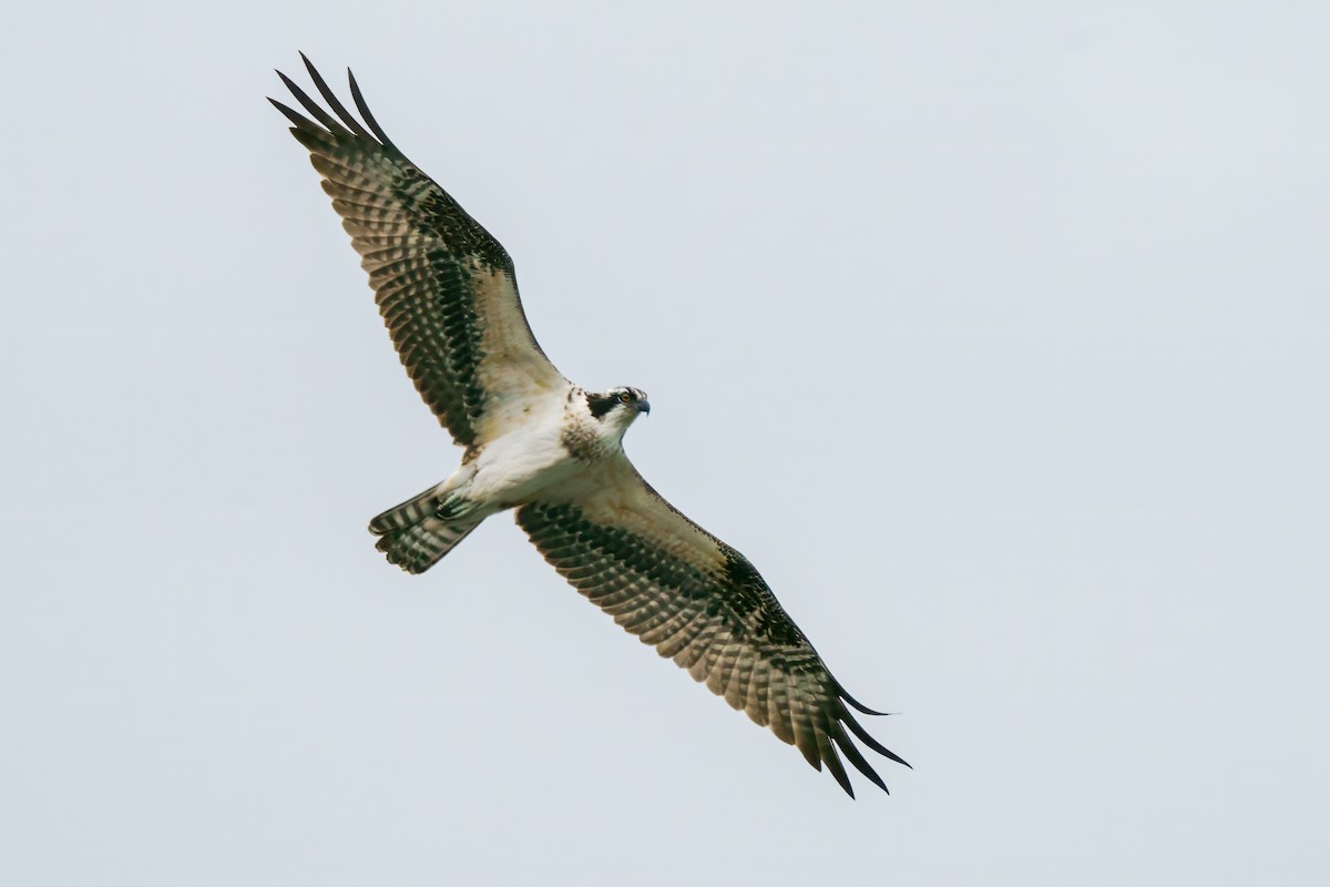 Águila Pescadora - ML609648191