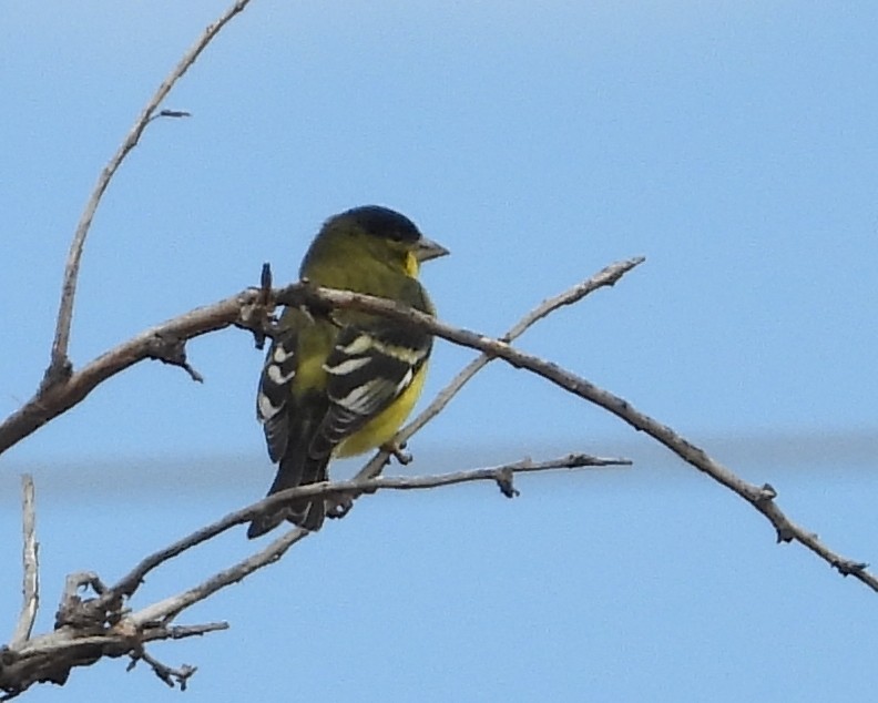 Lesser Goldfinch - ML609648207