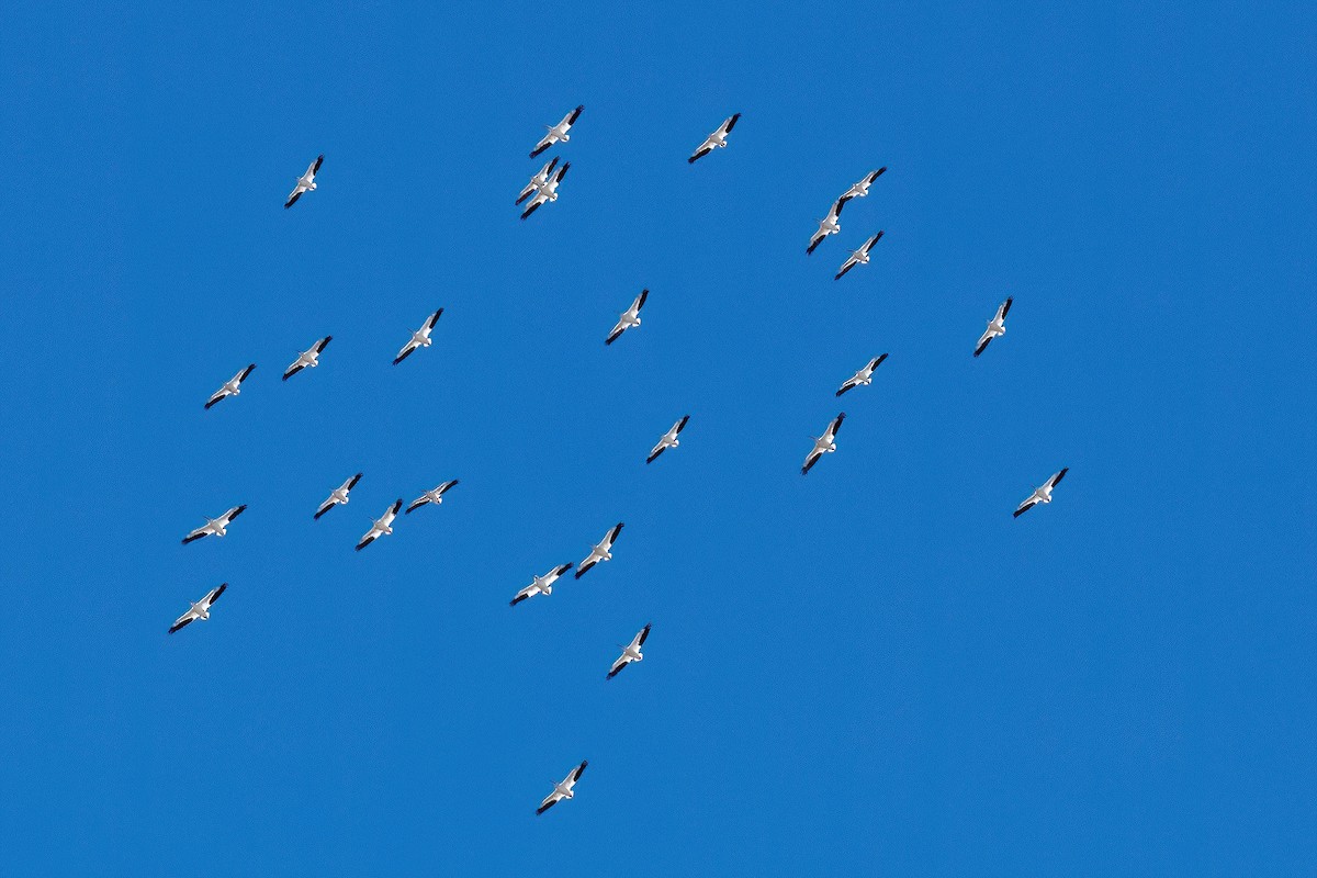 American White Pelican - James Hoagland