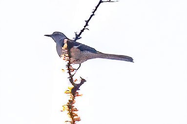 Northern Mockingbird - James Hoagland