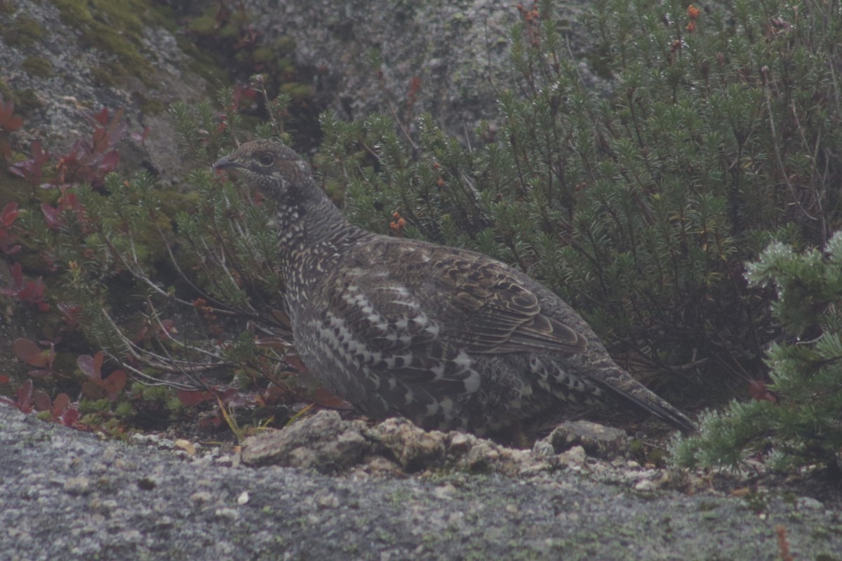 Sooty Grouse - ML609648345