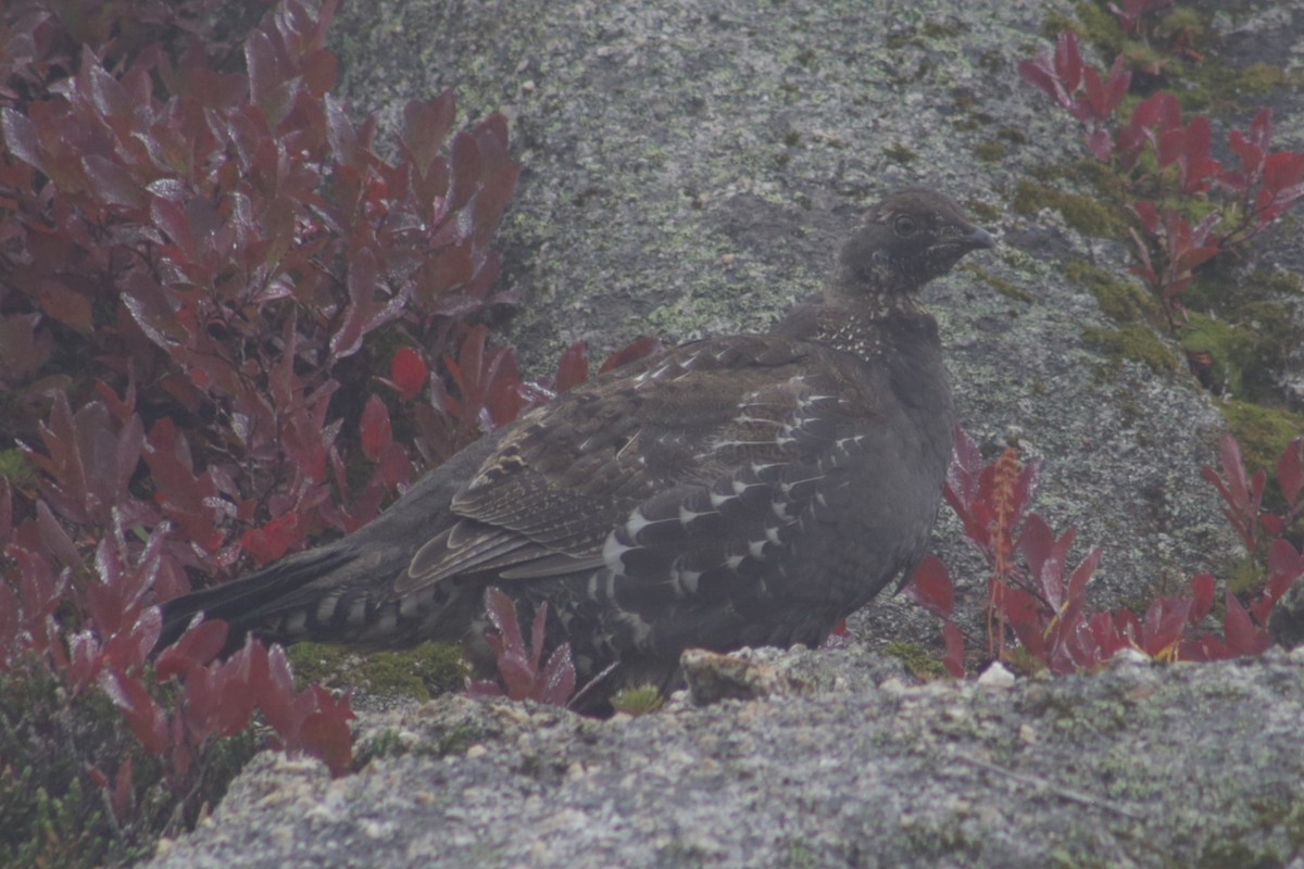 Sooty Grouse - ML609648346