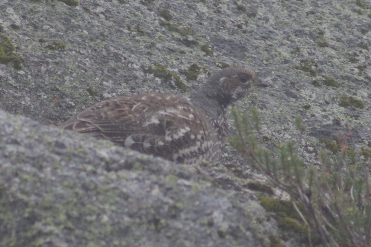 Sooty Grouse - Bentley Colwill
