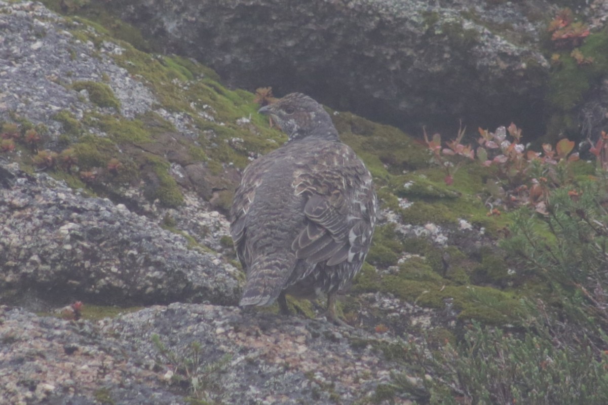 Sooty Grouse - ML609648348