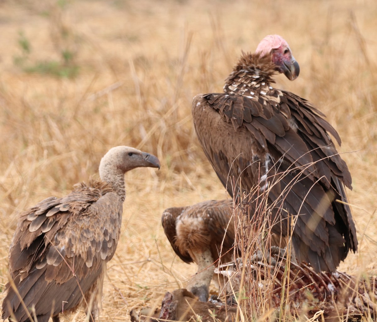 Lappet-faced Vulture - ML609648352