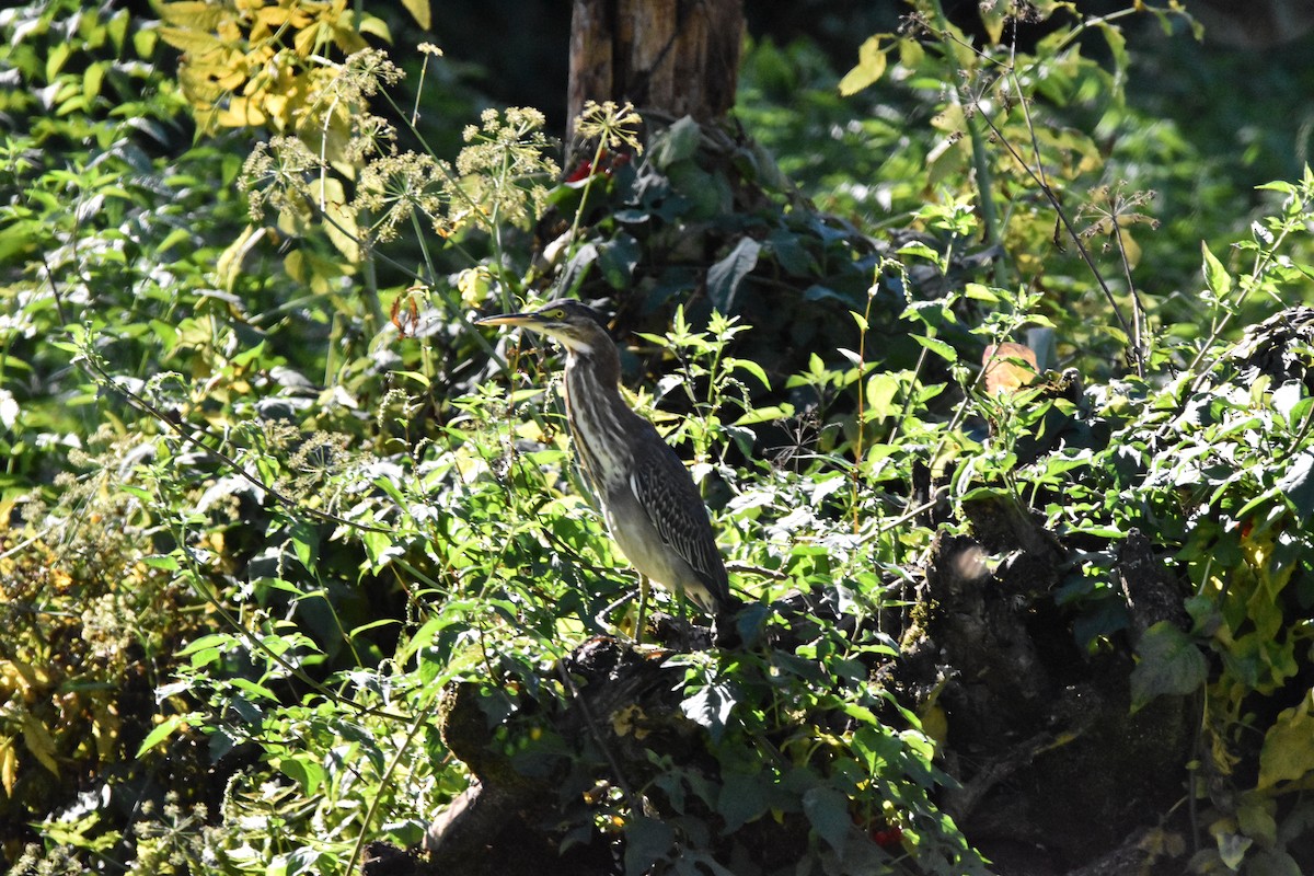 Green Heron - Mike Marble