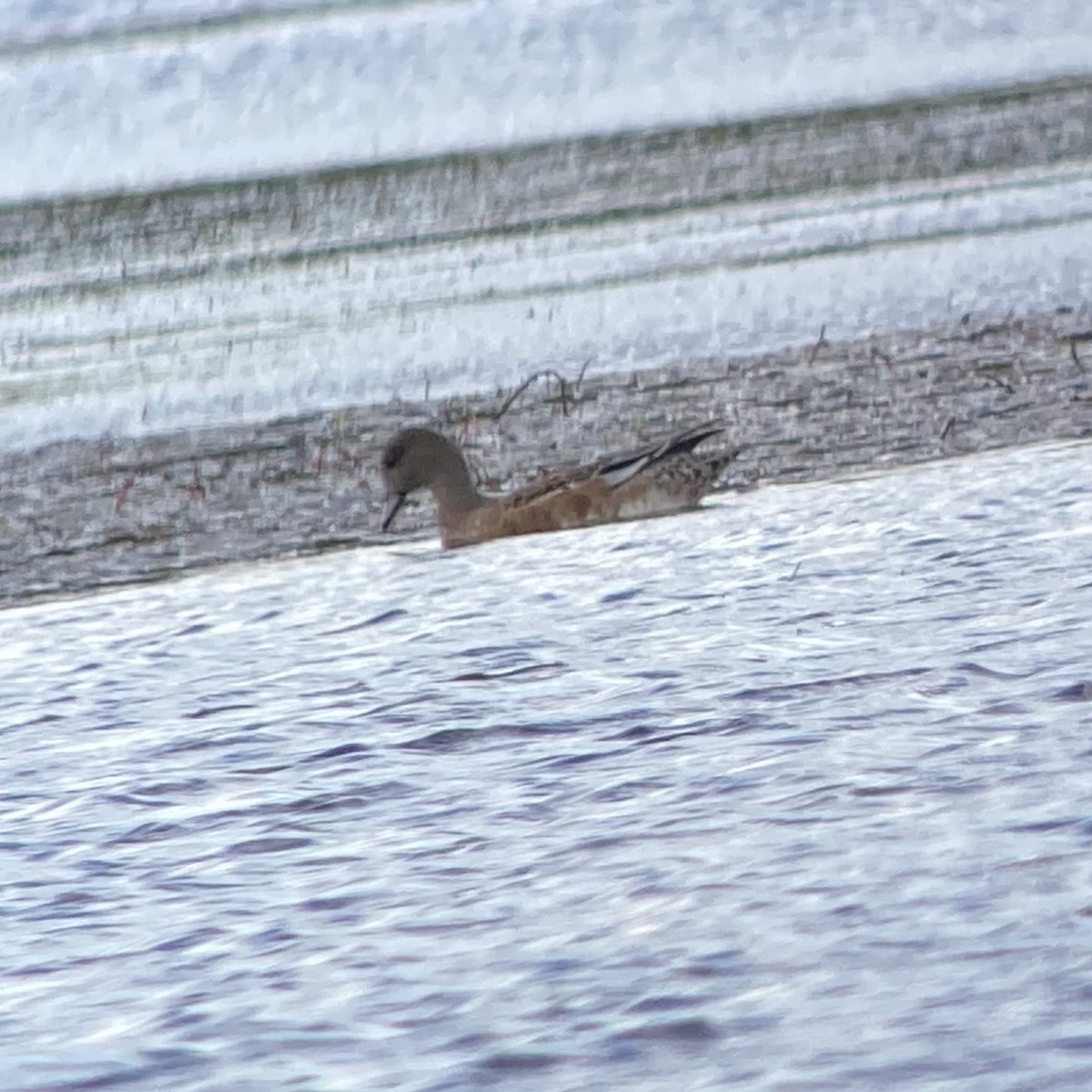 American Wigeon - ML609648454