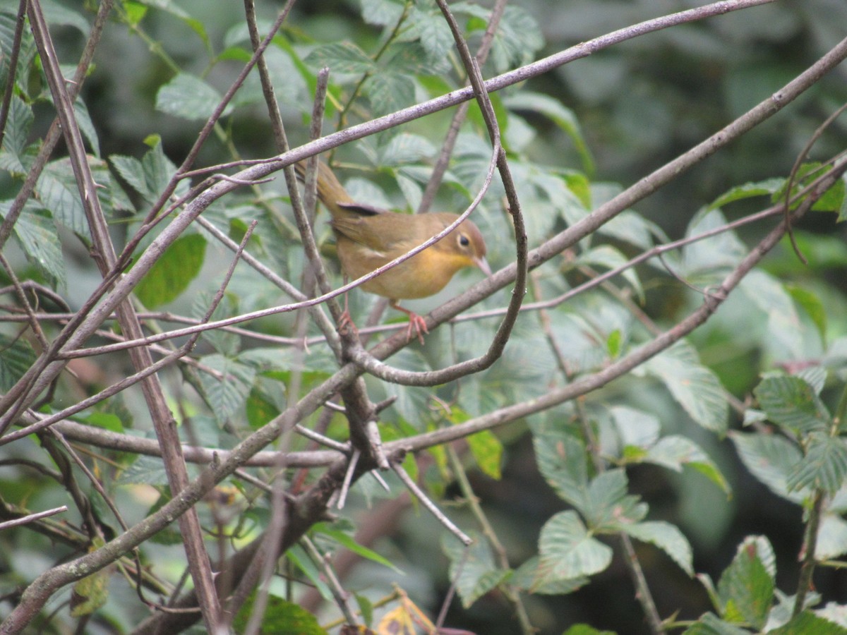 Common Yellowthroat - ML609648520