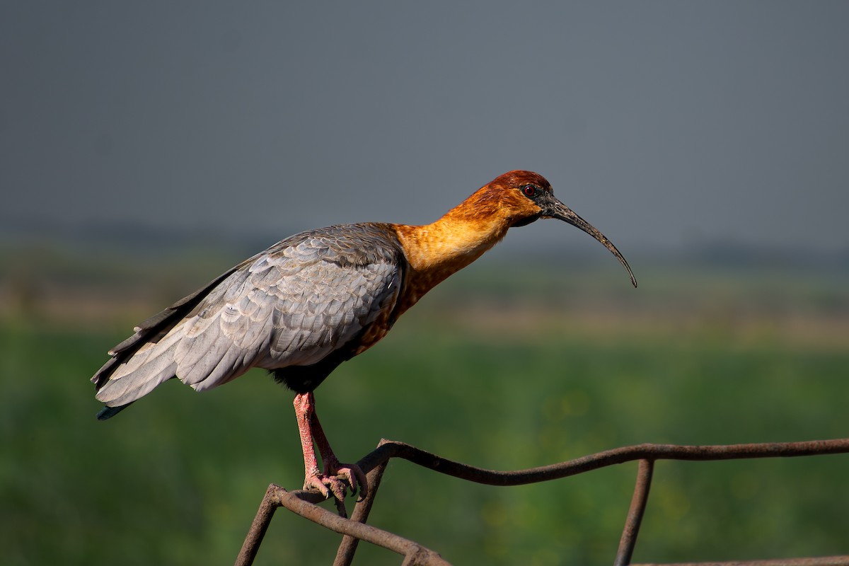 Black-faced Ibis - ML609648582