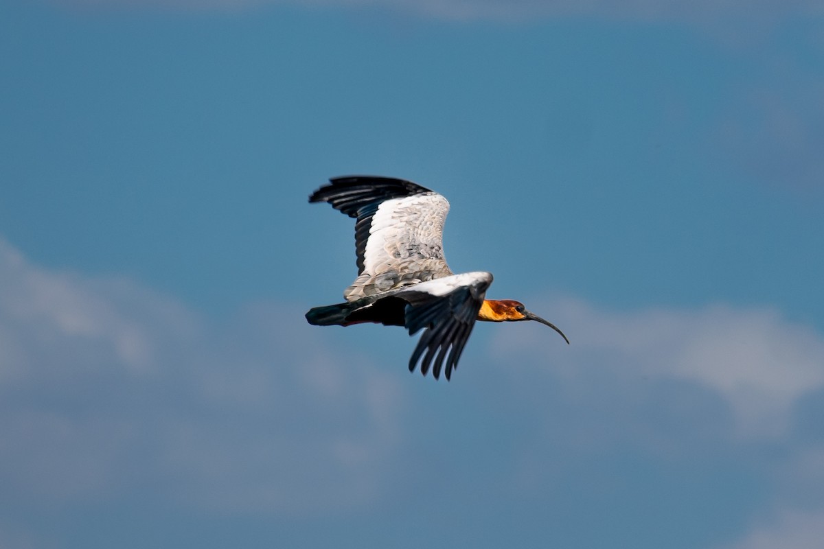 Black-faced Ibis - ML609648583