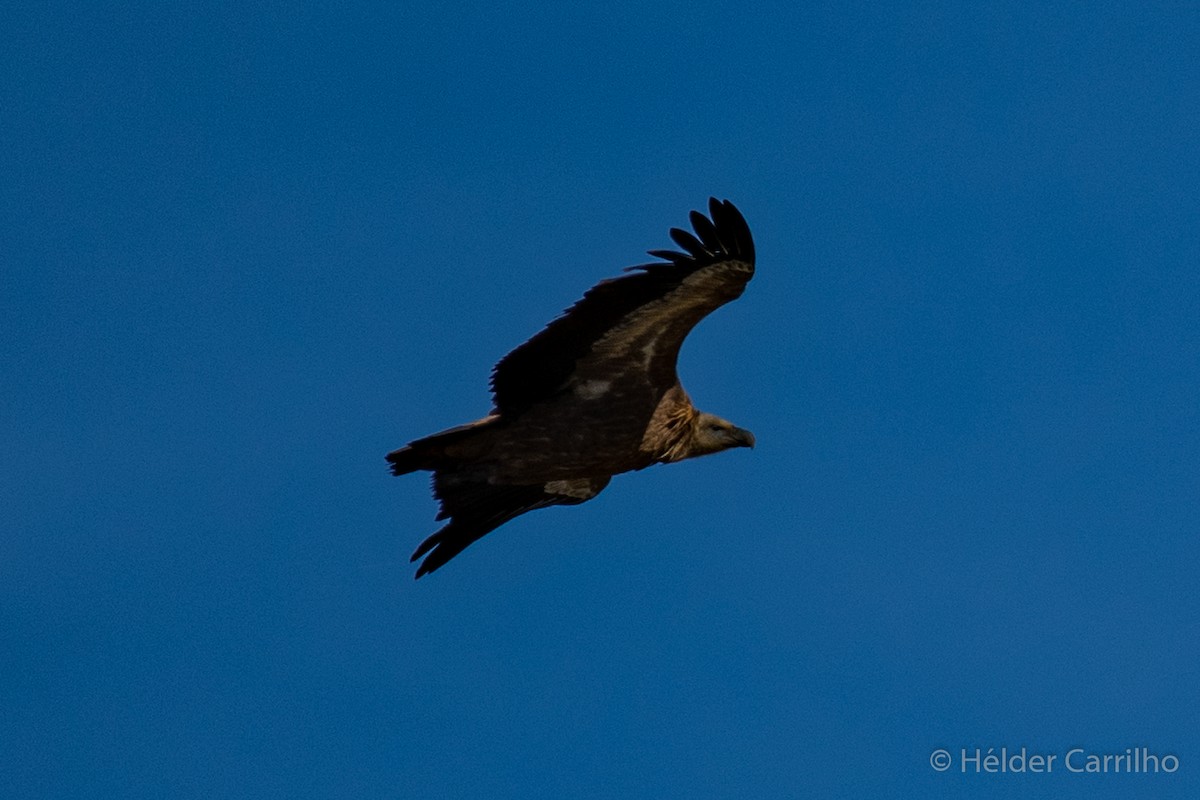 Eurasian Griffon - Hélder Carrilho