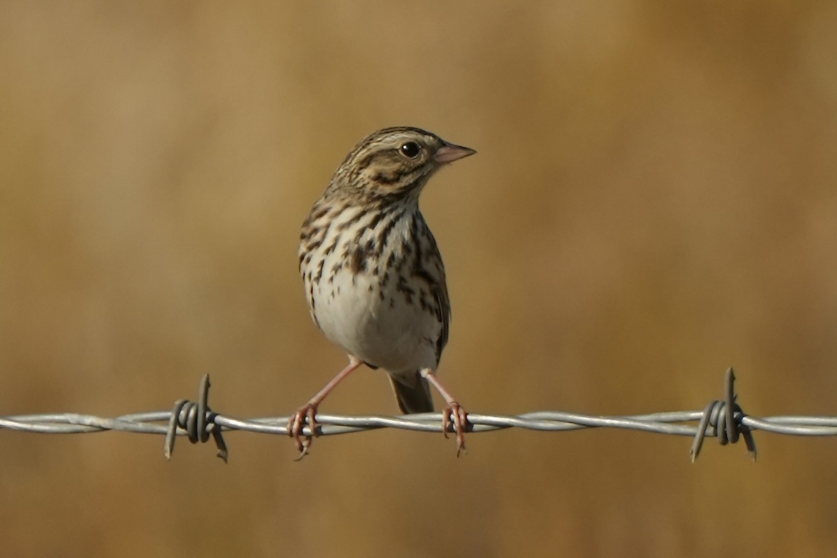 Savannah Sparrow - Frank Severson