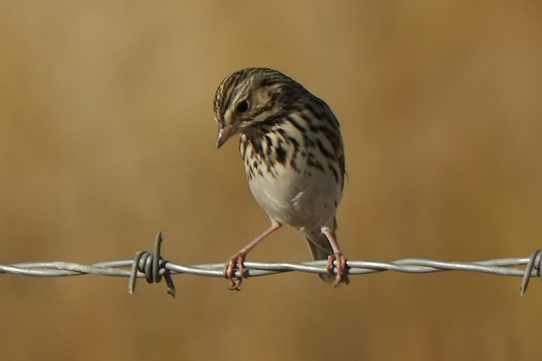 Savannah Sparrow - Frank Severson