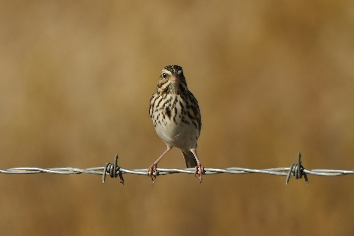 Savannah Sparrow - ML609648671