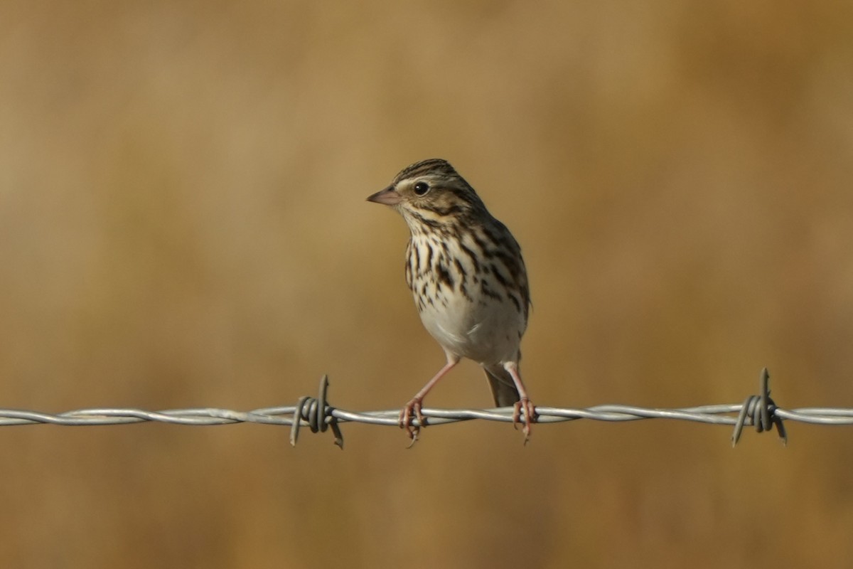 Savannah Sparrow - Frank Severson