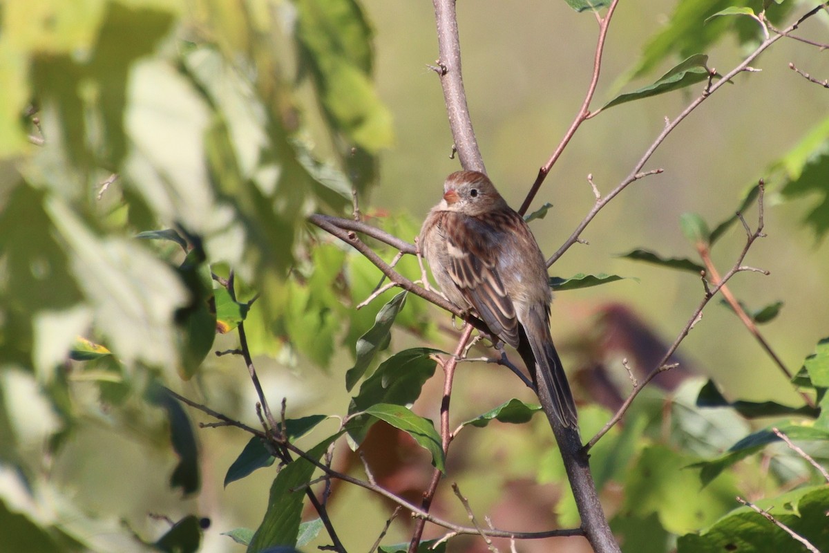 Field Sparrow - ML609648742