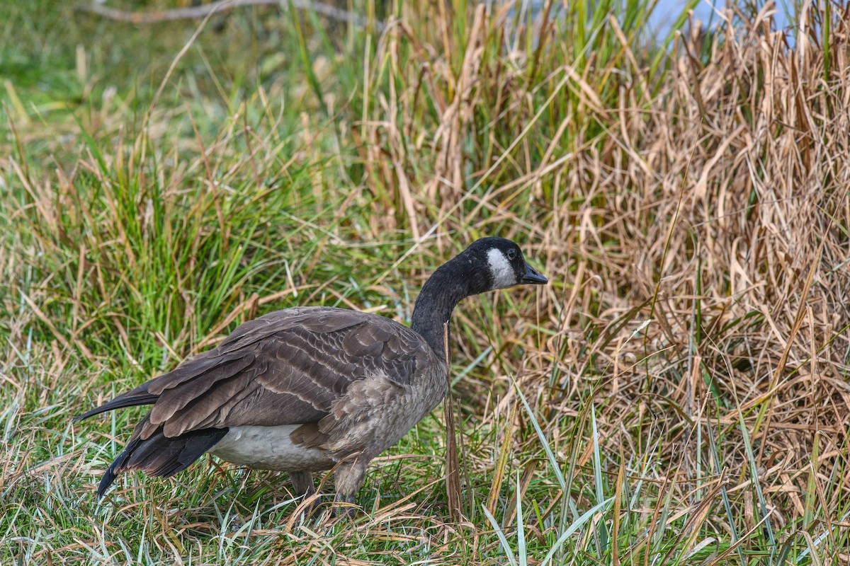 Cackling Goose - Kris Kristovich