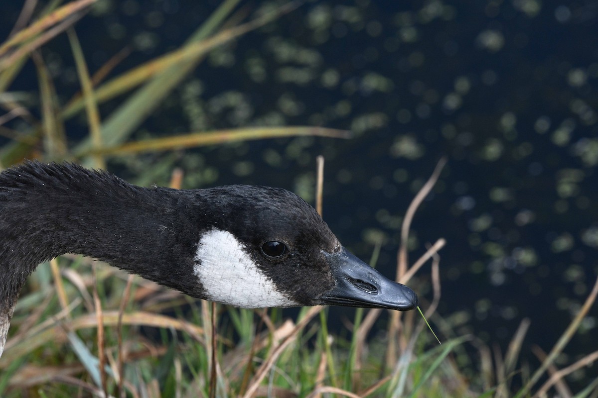 Cackling Goose - Kris Kristovich