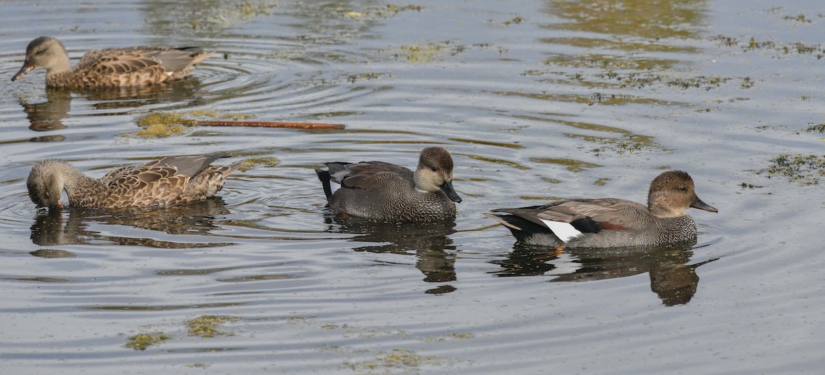 Canard chipeau - ML609648765