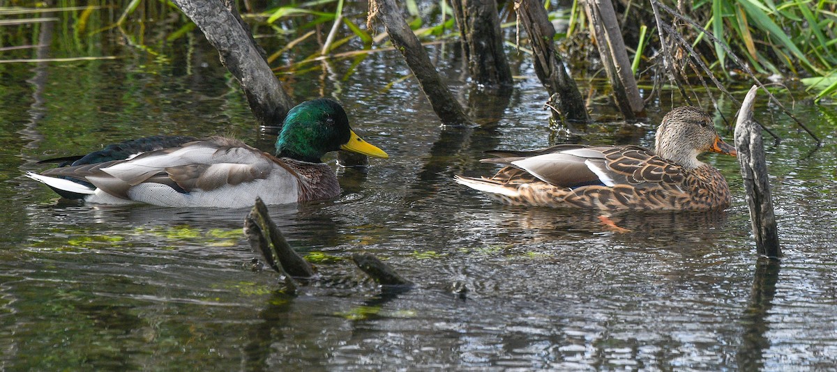 Canard colvert - ML609648774