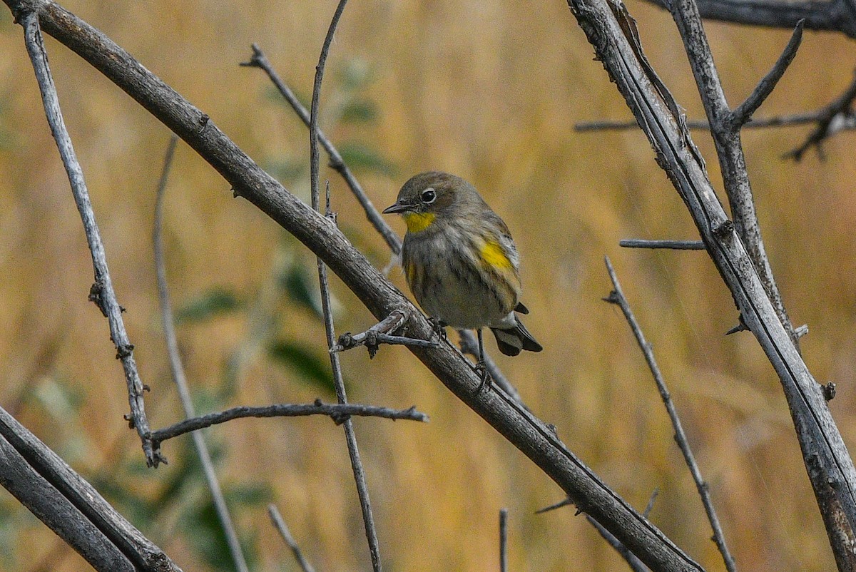 Paruline à croupion jaune - ML609648817