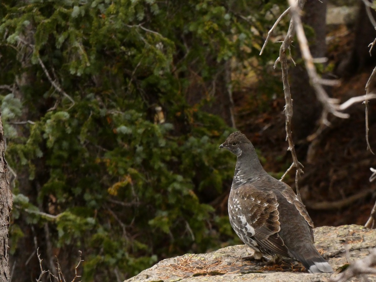Dusky Grouse - ML609648916
