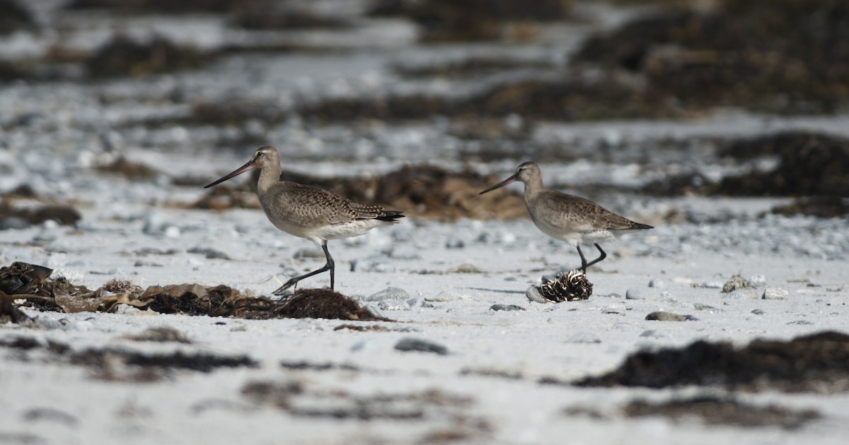 Hudsonian Godwit - ML609648956