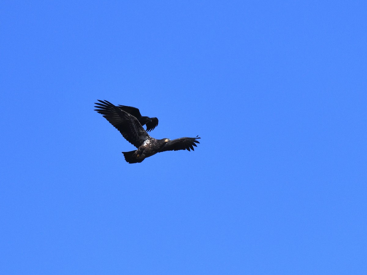 Common Raven - Timothy Piranian