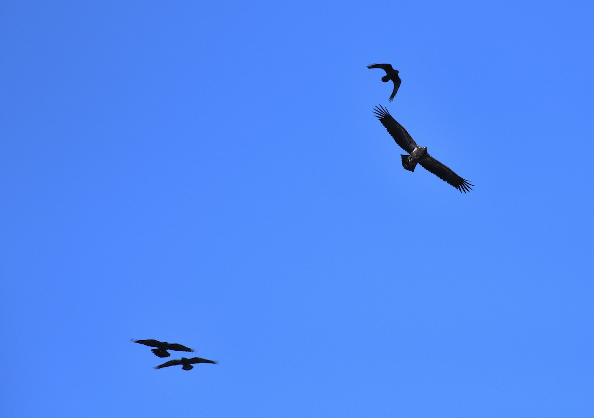 Common Raven - Timothy Piranian