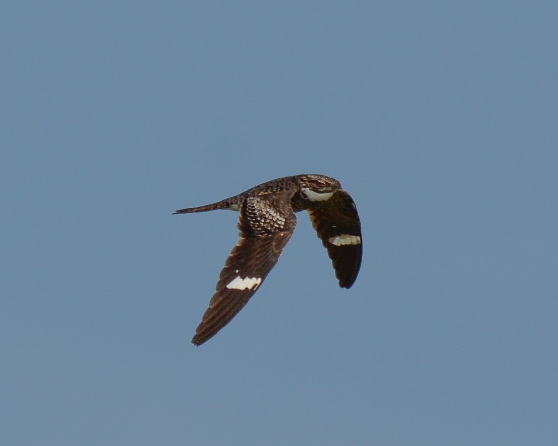 Common Nighthawk - ML609649045