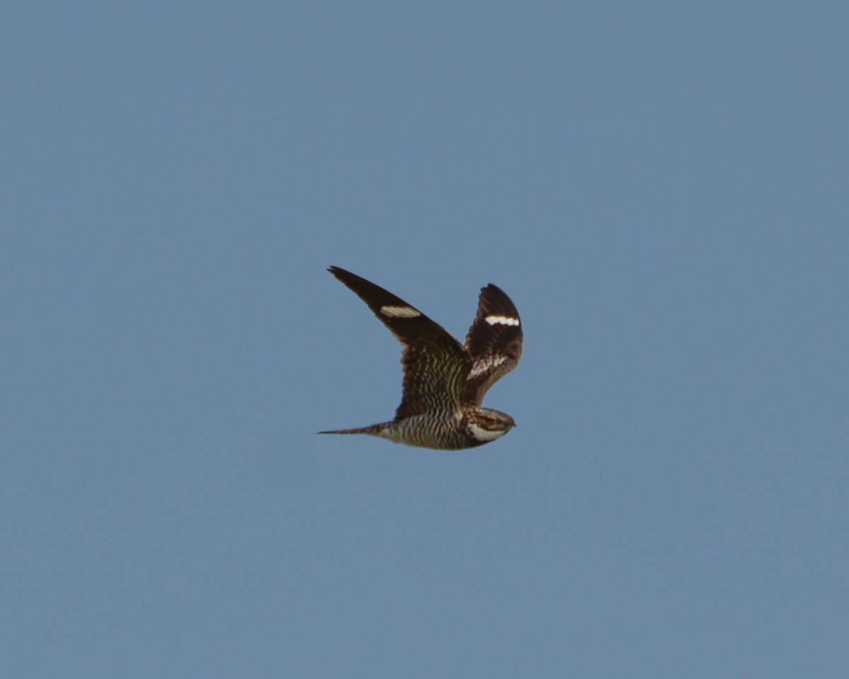 Common Nighthawk - ML609649047