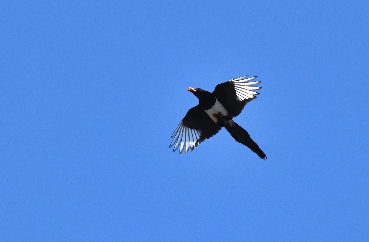 Black-billed Magpie - Timothy Piranian