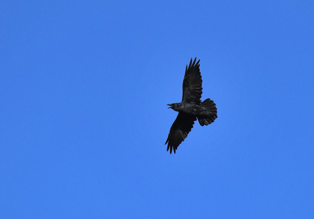 Common Raven - Timothy Piranian