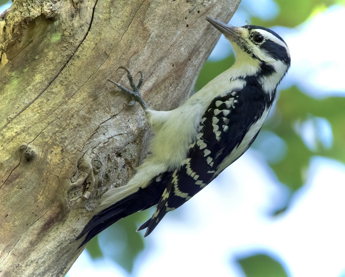 Hairy Woodpecker - Robert King