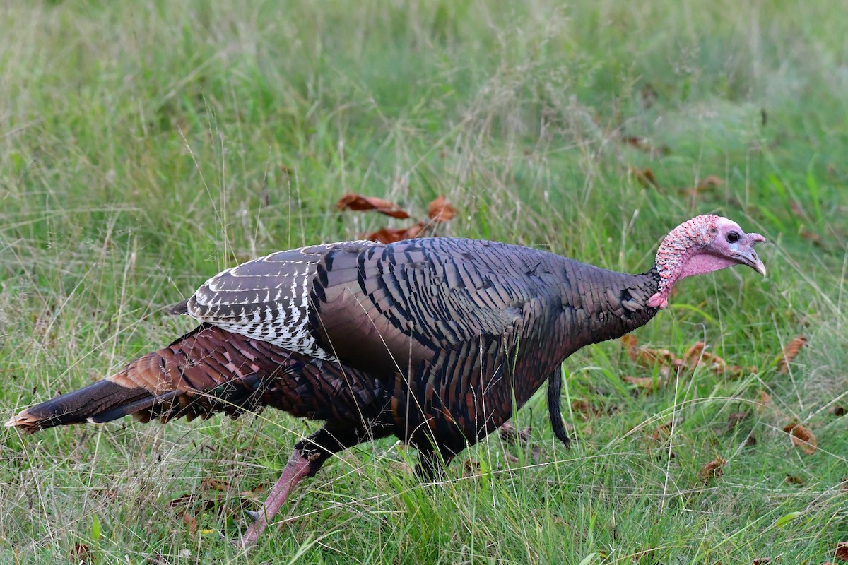 Wild Turkey - ML609649233