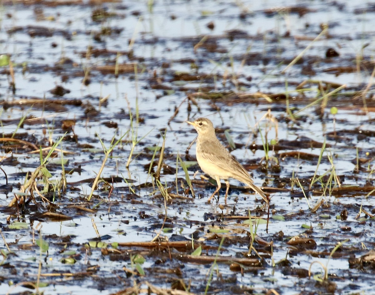 Plain-backed Pipit - ML609649275