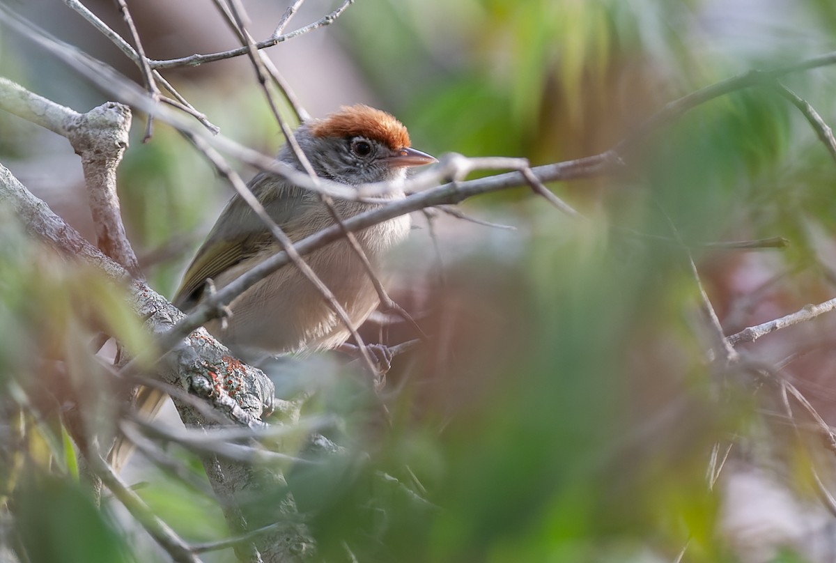 Grauaugenvireo - ML609649285