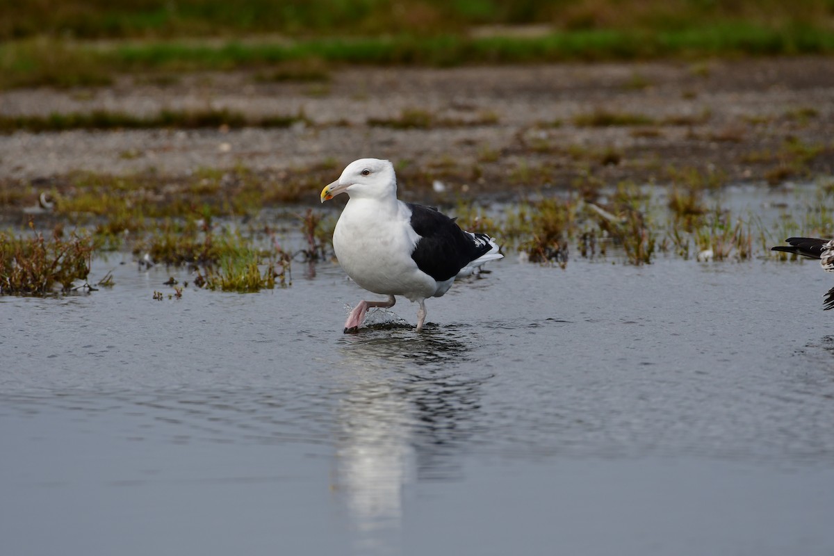 Great Black-backed Gull - ML609649305