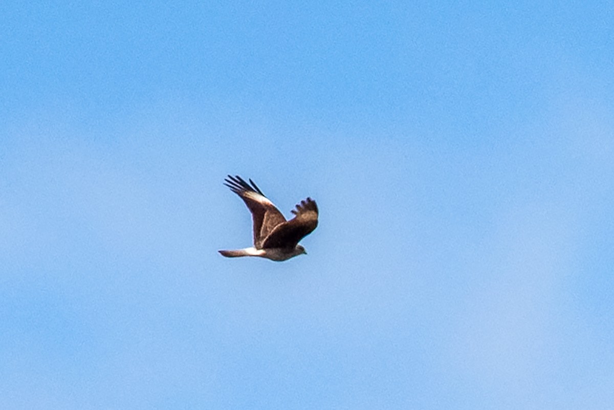 Chimango Caracara - ML609649307