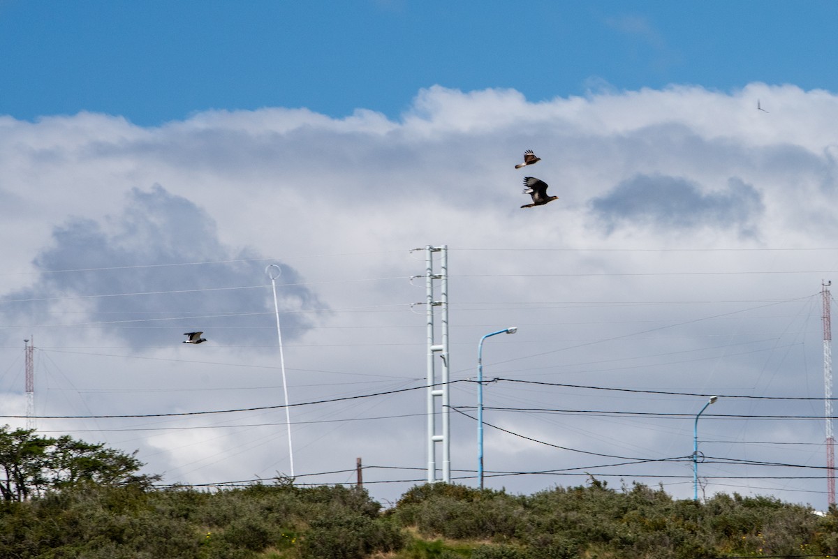 Chimango Caracara - Brent Reed