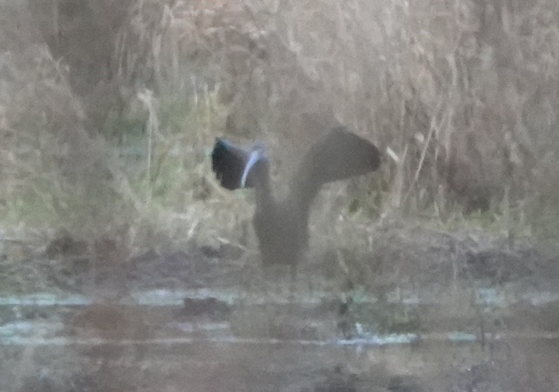 Ibis à face blanche - ML609649328