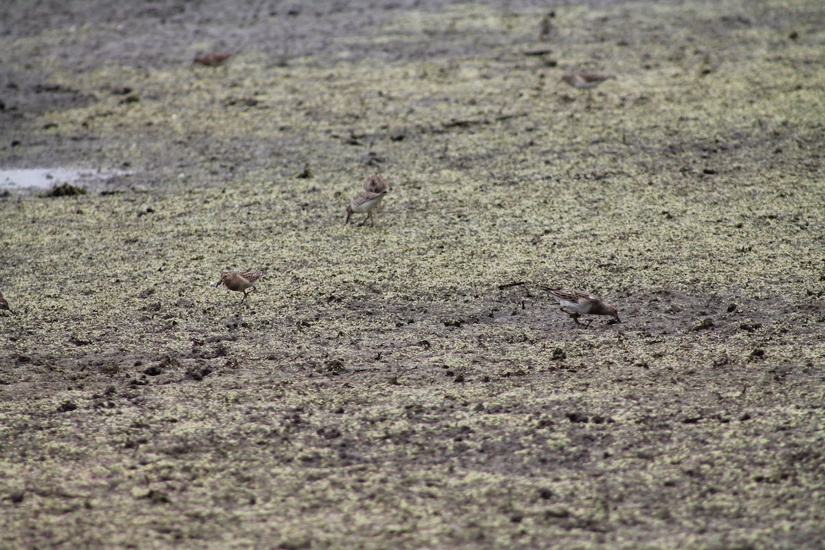 Pectoral Sandpiper - ML609649367