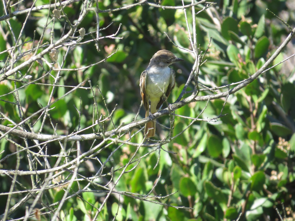 Ash-throated Flycatcher - ML609649383