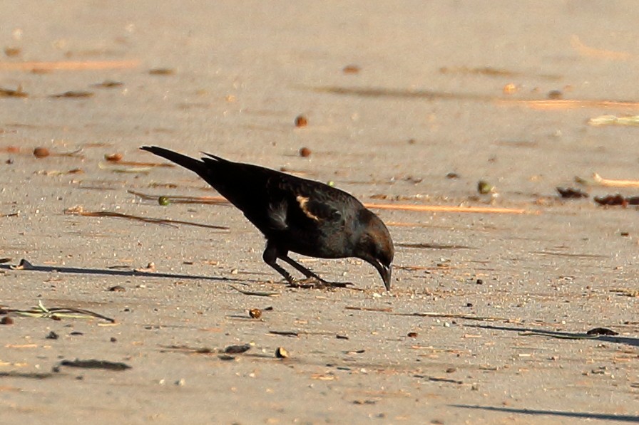 Tricolored Blackbird - ML609649425