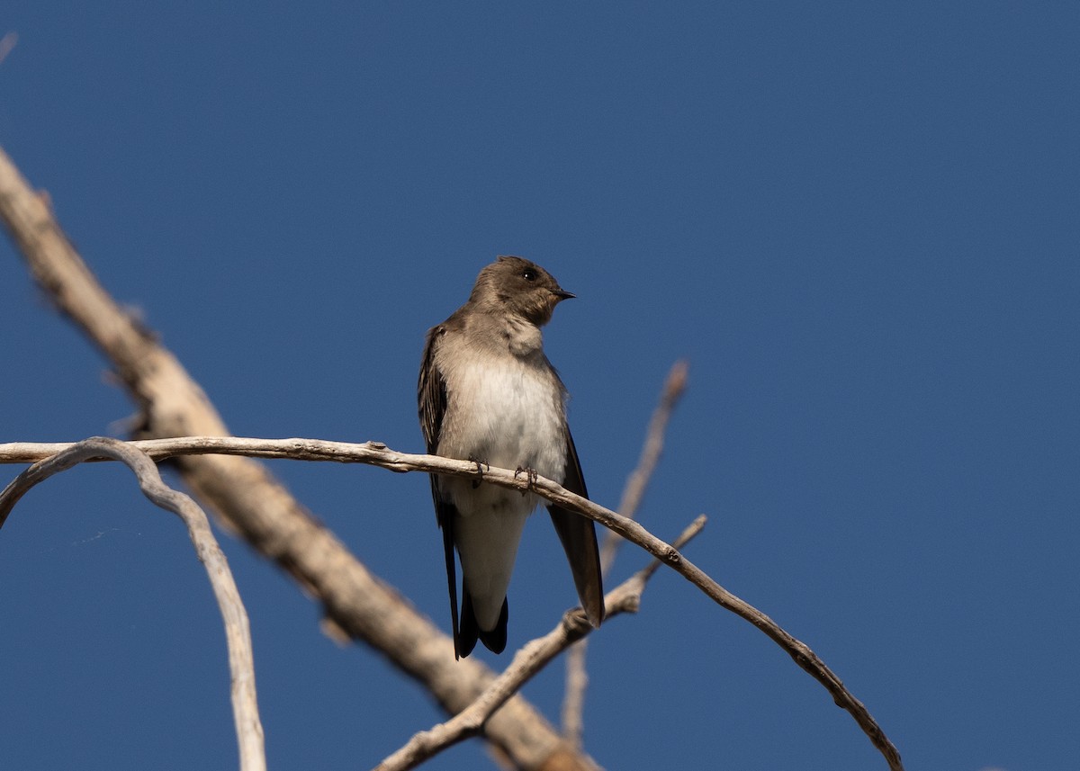 Northern Rough-winged Swallow - ML609649477