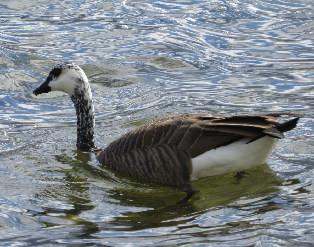 Canada Goose - ML609649507