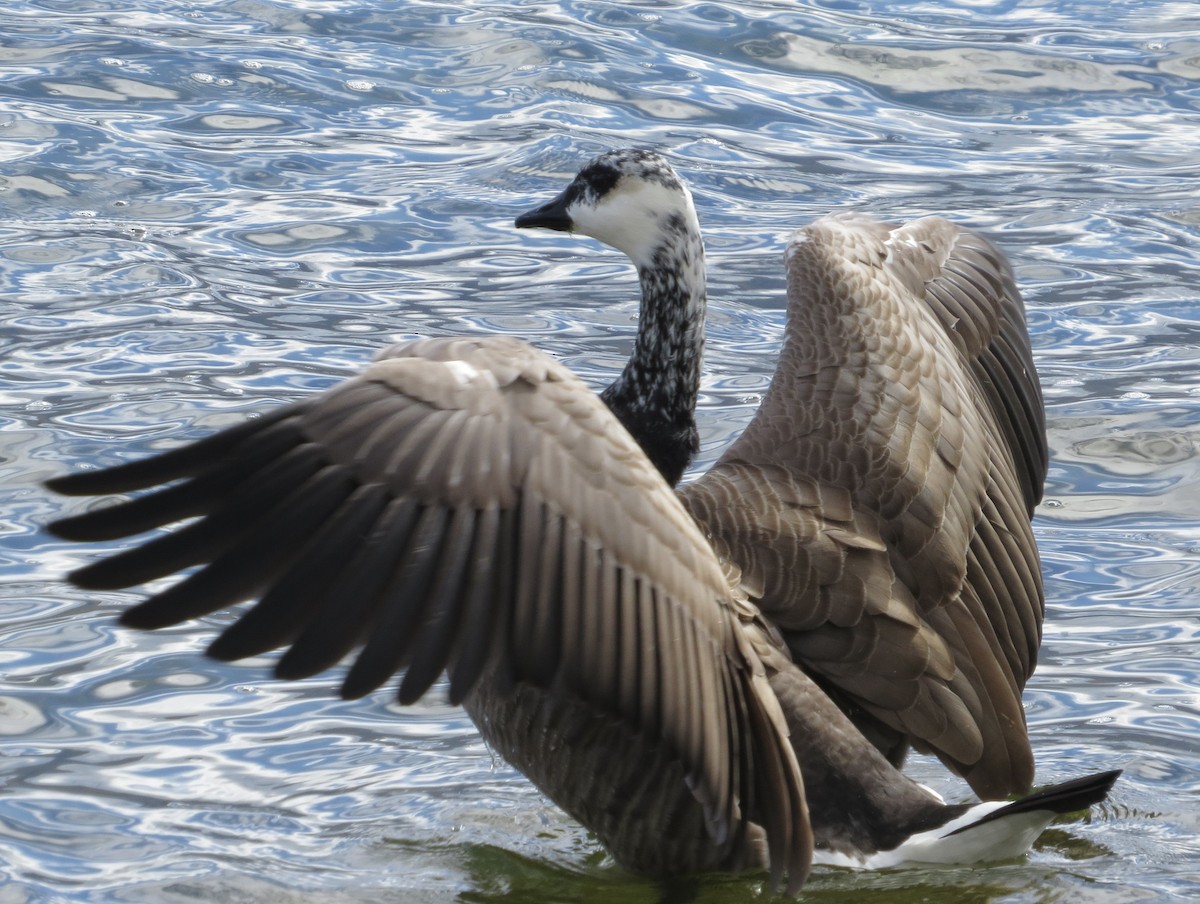 Canada Goose - ML609649508