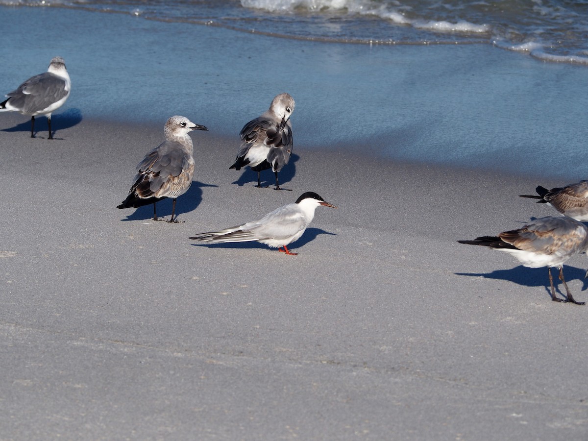 Common Tern - ML609649546